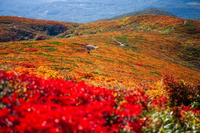 秋田県東成瀬村の栗駒山から見える一面の紅葉と田舎の風景