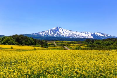 秋田県由利本荘市から見える鳥海山と菜の花畑ののどかな風景