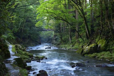 福井県池田町にあるかずら橋と渓流の自然の風景