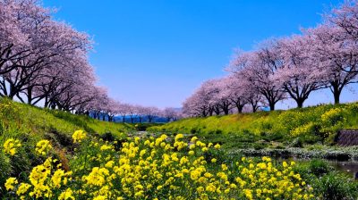 福岡県筑前町の草場川と桜並木と菜の花の町並み