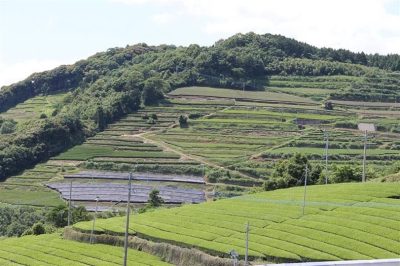 福岡県広川町の茶畑と田舎の町並み