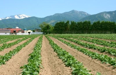 北海道今金町で有名な今金男しゃくイモの農業風景