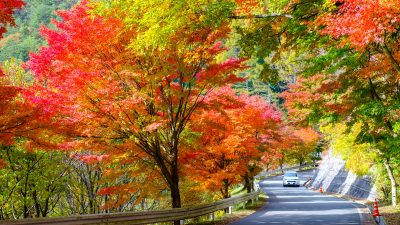 長野県箕輪町のもみじ湖と紅葉の風景