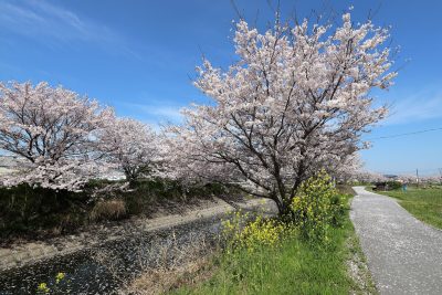 奈良県安堵町の桜並木と田舎の道