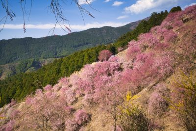 奈良県東吉野村の高見の郷の枝垂れ桜の田舎の風景