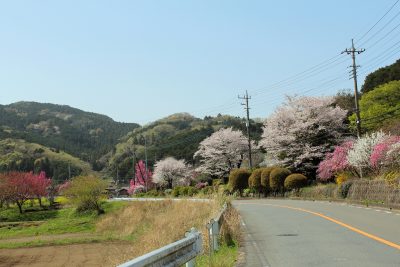 埼玉県毛呂山町の田舎道と桜の町並み