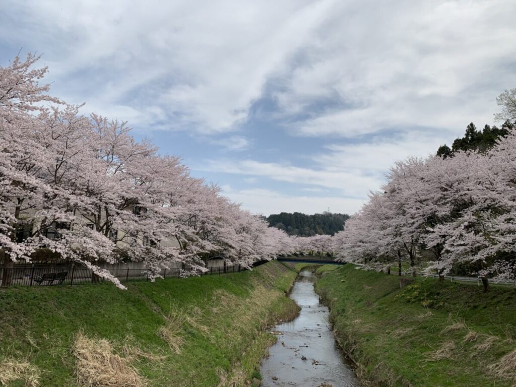 津幡川の桜