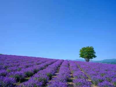 【2026年度 最新版】北海道へ移住したい方へおすすめの地域8選と支援制度を解説 | 二拠点生活