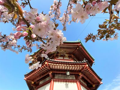 栃木県で2拠点生活したい方へおすすめの地域6選とその特徴を解説 | 二拠点生活