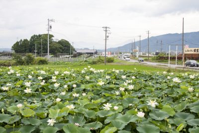 愛知県愛西市の花はす田と田舎の町並み