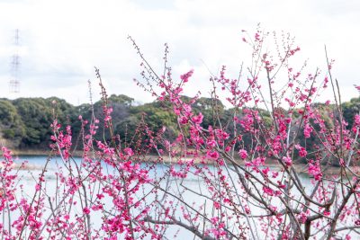 愛知県知多市の街並み(紅い梅の花と佐布里池)