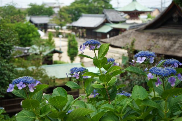 愛知県稲沢市の街並み(稲沢あじさいまつり 寺)