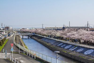 愛知県北名古屋の田舎の町並みと桜並木
