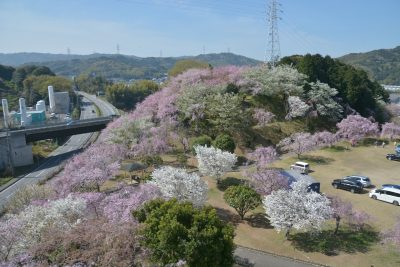 愛知県幸田町の幸田文化公園の桜と町並み
