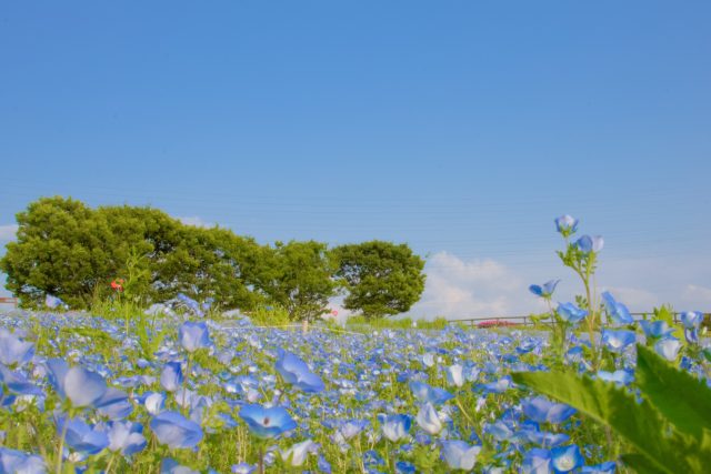 愛知県日進市の街並み(日進市の愛知牧場のネモフィラ)