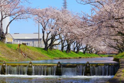 愛知県大口町の堀尾跡公園と桜並木の風景