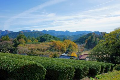 愛知県設楽町の茶畑と田舎の風景