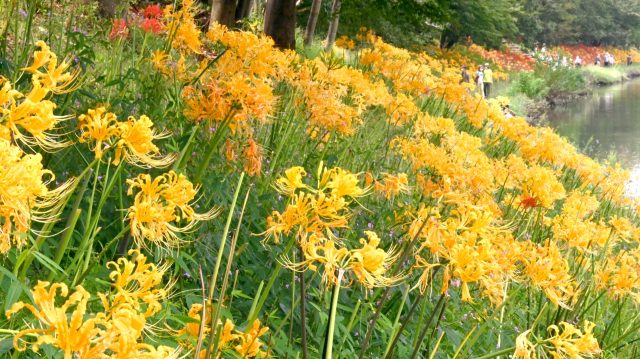 愛知県高浜市の街並み(黄色いヒガンバナ　高浜市反田公園)