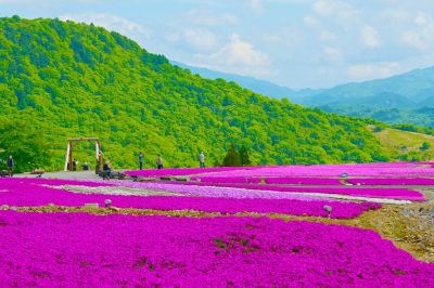 愛知県豊根村の茶臼山高原の芝桜とのどかな風景