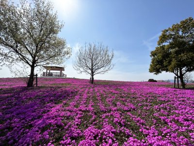 愛知県弥富市の街並み(愛知県公園内の風景　青空と芝桜)