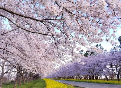 秋田県大潟村の桜並木と菜の花畑の広がる田舎道