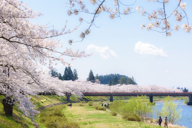 秋田県仙北市を流れる桧木内川堤の桜並木