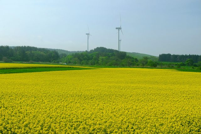 青森県横浜町の菜の花畑と風力発電