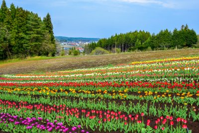 青森県五戸町にある正子のチューリッぷ園と田舎町の風景