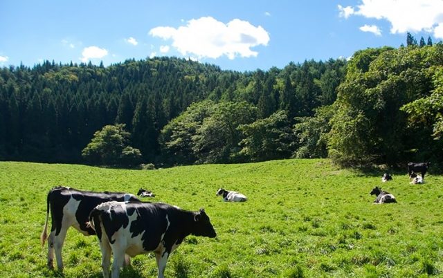 青森県新郷村にある牧場と牛たちがいるのどかな田舎の風景