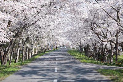 青森県東北町にある小川原湖沿いの桜並木と田舎の風景