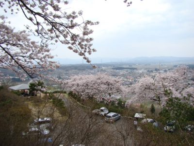 城山公園の桜花見