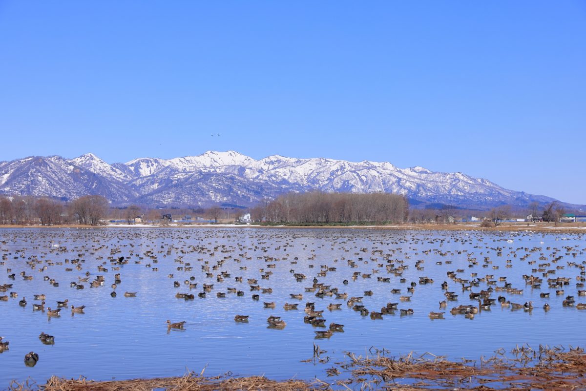 美唄市にある宮島沼のマガン