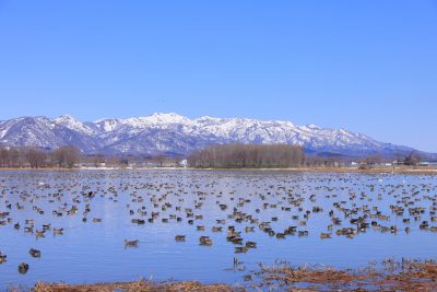 美唄市にある宮島沼のマガン