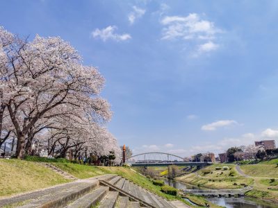 千葉県流山市の運河水辺公園と利根運河と桜並木
