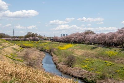 千葉県野田市の利根運河沿いののどかな風景