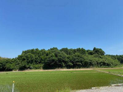 千葉県匝瑳市の田んぼの風景