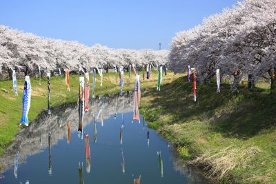 福井県鯖江市の街並み(満開の桜並木を泳ぐ鯉のぼり)