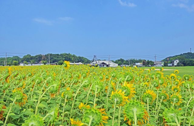 福岡県築上町のひまわり畑と田舎の町並み