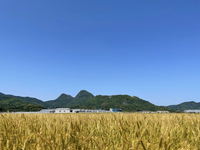 福岡県香春町の香春岳とのどかな田んぼの風景