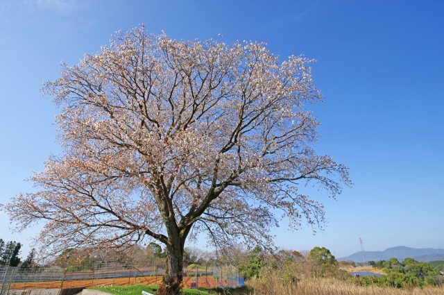 福岡県川崎町の黄金桜と田舎の風景