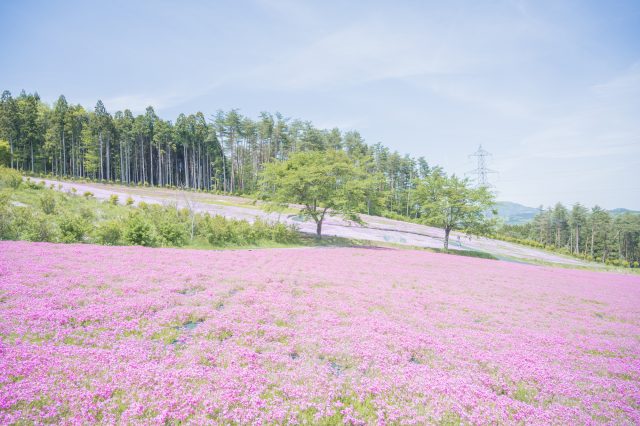 福島県平田村にあるジュピアランドひらたの芝桜