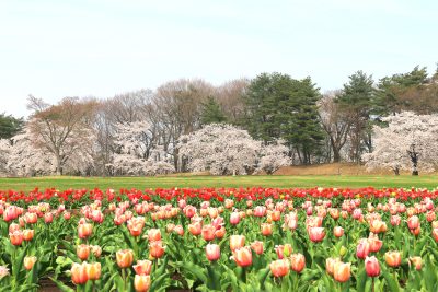福島県鏡石町にある鳥見山公園の桜・チューリップ