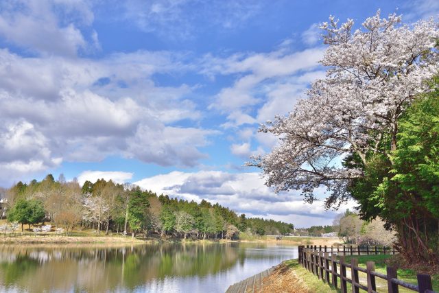 福島県中島村の童夢公園と桜の風景