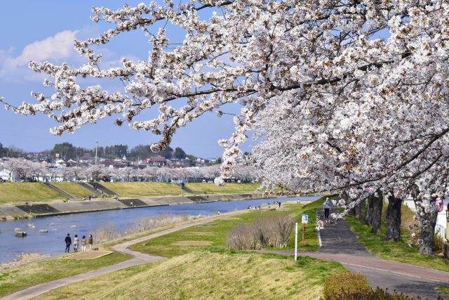 福島県須賀川市を流れる釈迦堂川と桜並木と町並み