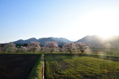 福島県天栄村ののどかな田舎の風景と桜と朝日