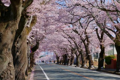 福島県富岡町にある夜の森公園の桜並木と町並み