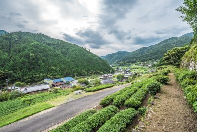 岐阜県東白川村の茶畑と田舎の民家