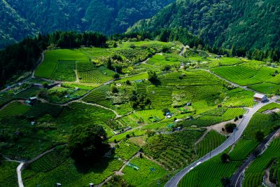 岐阜県揖斐川町の天空の茶畑といわれる絶景の田舎の風景