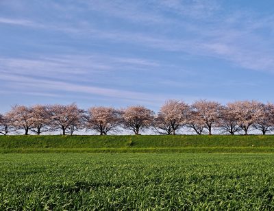 岐阜県輪之内町の桜並木と田舎の風景
