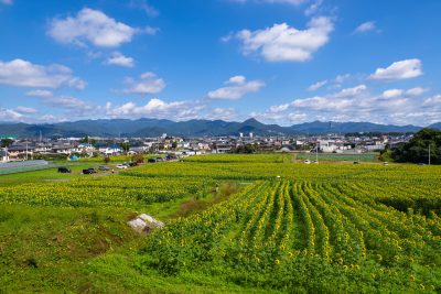 群馬県みどり市のひまわり畑と田舎の風景